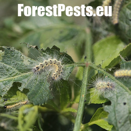 Spriadač americk&yacute;