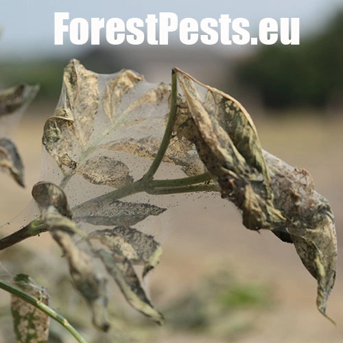 Spriadač americk&yacute;