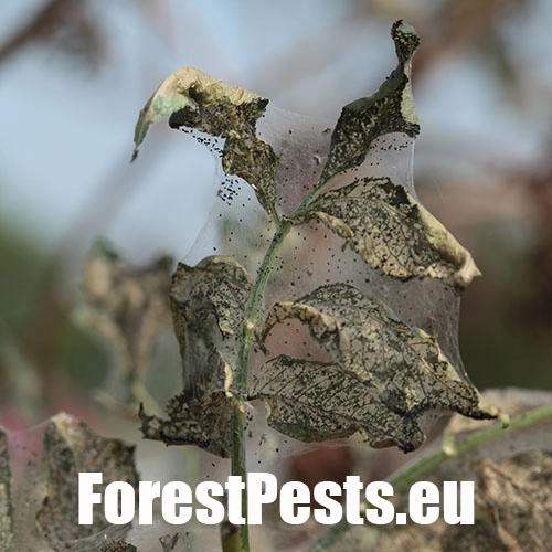 Spriadač americk&yacute;