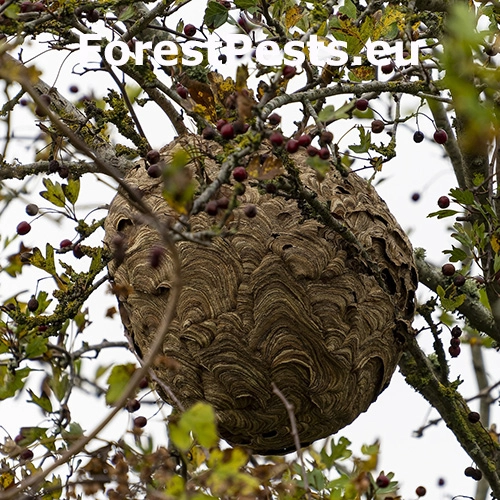 Sr&scaron;eň &aacute;zijsk&yacute;