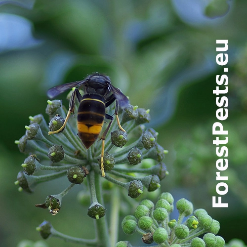 Sr&scaron;eň &aacute;zijsk&yacute;