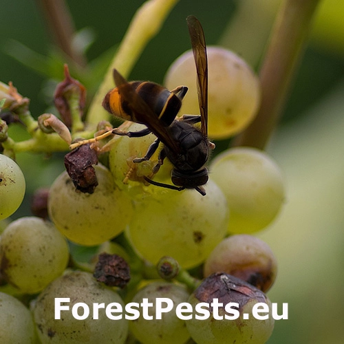 Sr&scaron;eň &aacute;zijsk&yacute;