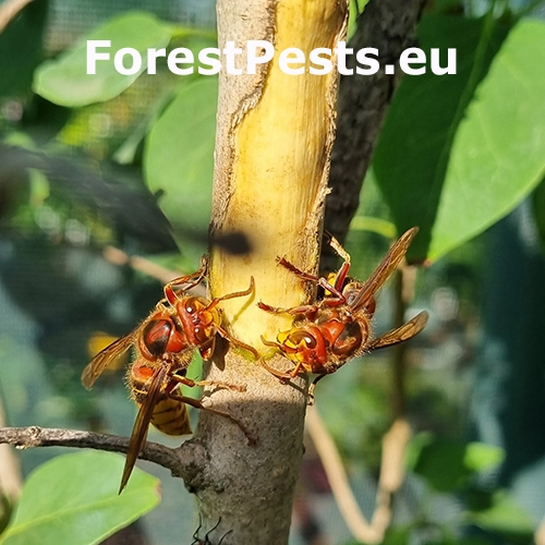 Sr&scaron;eň obyčajn&yacute;