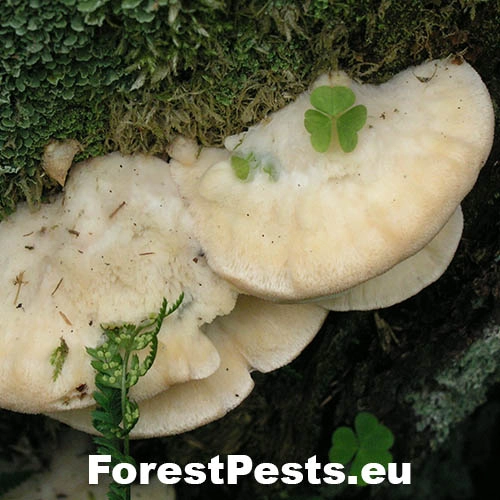 &Scaron;ťavnatec smrekov&yacute;