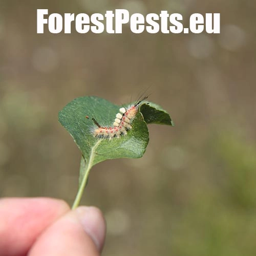 &Scaron;tetinavec trnkov&yacute; 