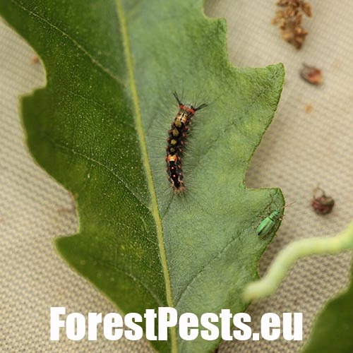 &Scaron;tetinavec trnkov&yacute; 