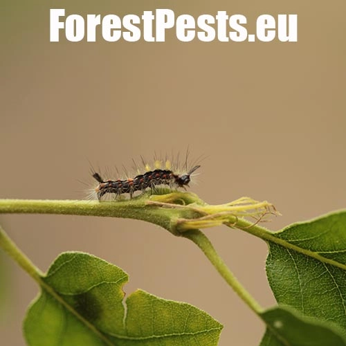 &Scaron;tetinavec trnkov&yacute; 