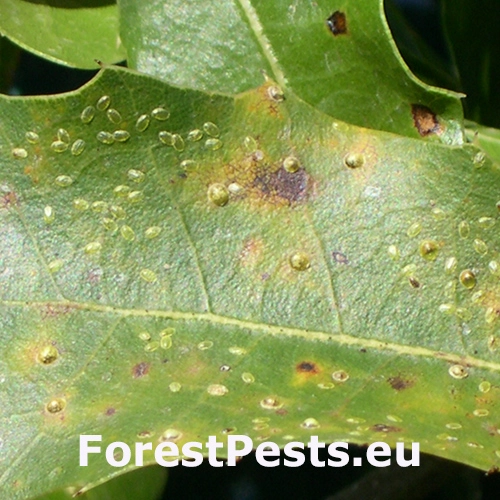 &Scaron;t&iacute;tnička Asterodiaspis ilicicola