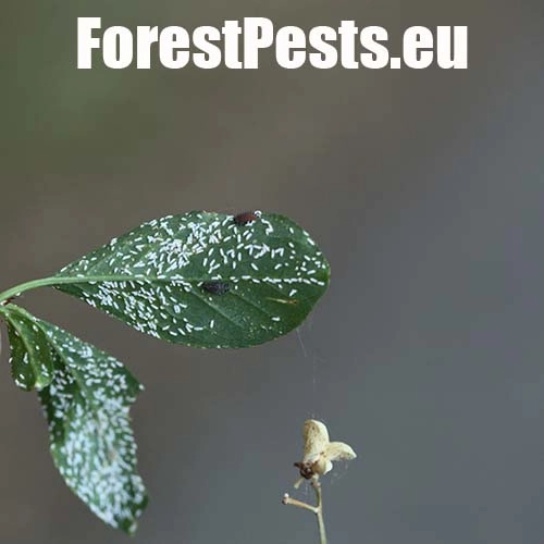 &Scaron;t&iacute;tnička br&scaron;lenov&aacute;