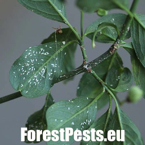 &Scaron;t&iacute;tnička br&scaron;lenov&aacute;