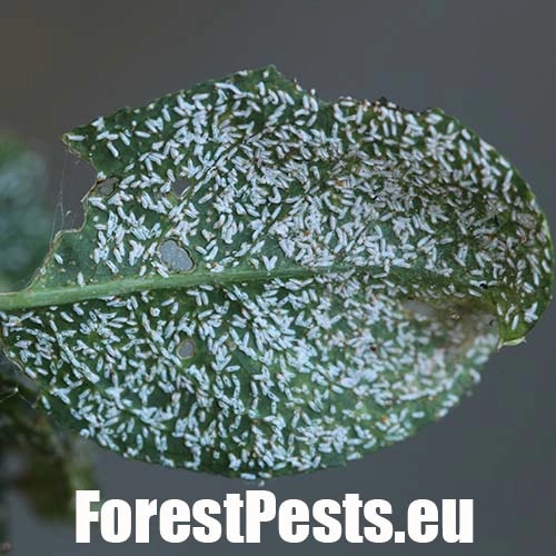 &Scaron;t&iacute;tnička br&scaron;lenov&aacute;