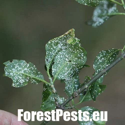 &Scaron;t&iacute;tnička br&scaron;lenov&aacute;