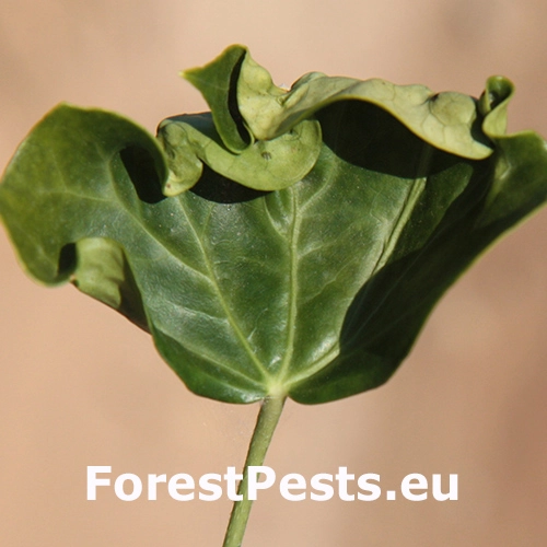 &Scaron;t&iacute;tnička Planchonia arabidis