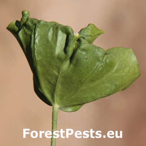 &Scaron;t&iacute;tnička Planchonia arabidis