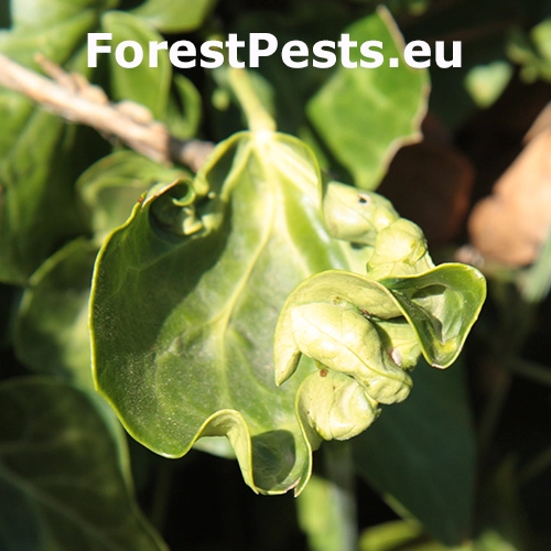 &Scaron;t&iacute;tnička Planchonia arabidis