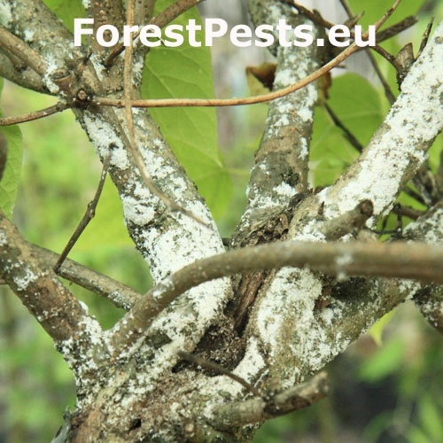 &Scaron;t&iacute;tnička Pseudaulacaspis pentagona
