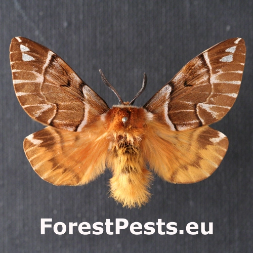 Strak&aacute;č brezov&yacute;