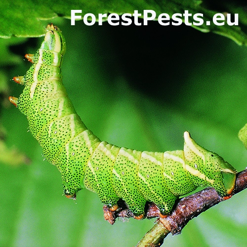 Strak&aacute;č brezov&yacute;