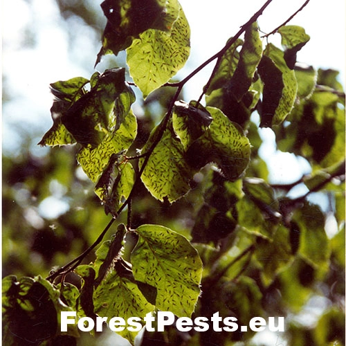 Strom&aacute;rka bukov&aacute;