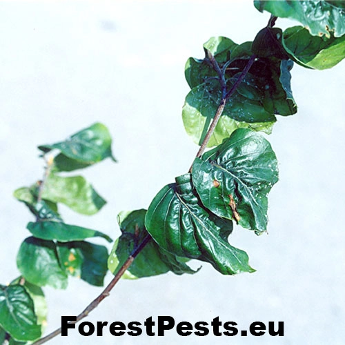 Strom&aacute;rka bukov&aacute;