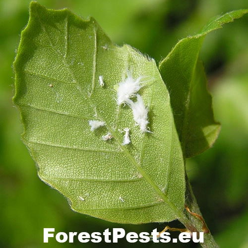 Strom&aacute;rka bukov&aacute;