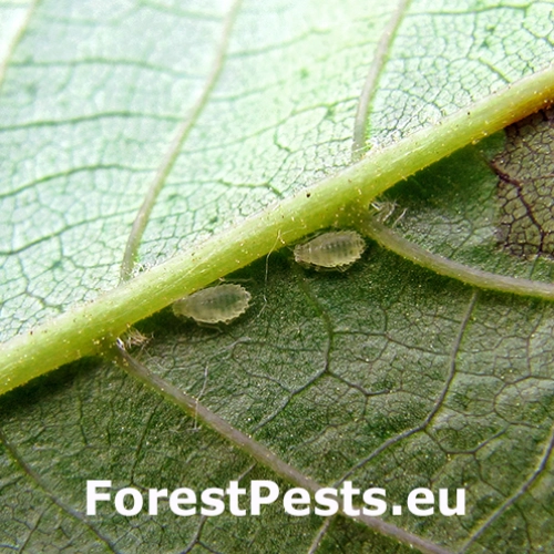 Strom&aacute;rka Chromaphis juglandicola