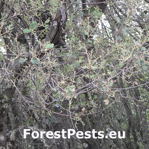 Stužkavec cudzokrajn&yacute;