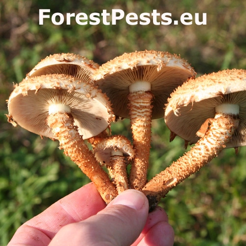 &Scaron;upinovka &scaron;upinat&aacute;