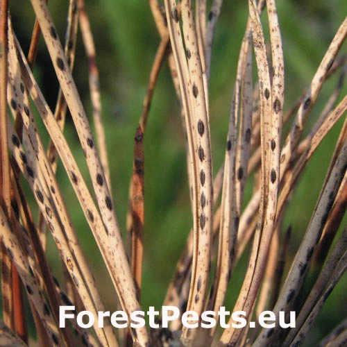 Sypavka borov&aacute;