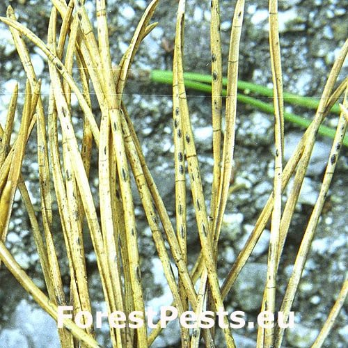 Sypavka borovicov&aacute;