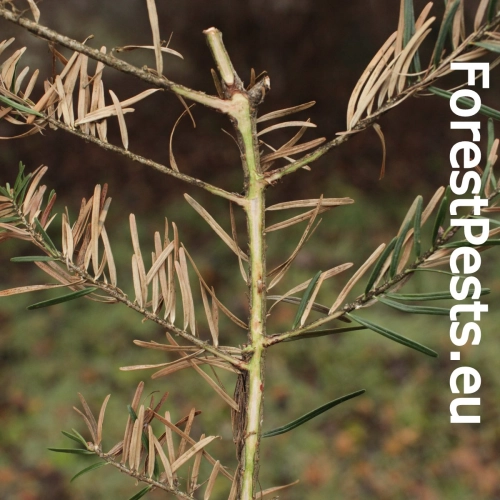 Sypavka jedľov&aacute;