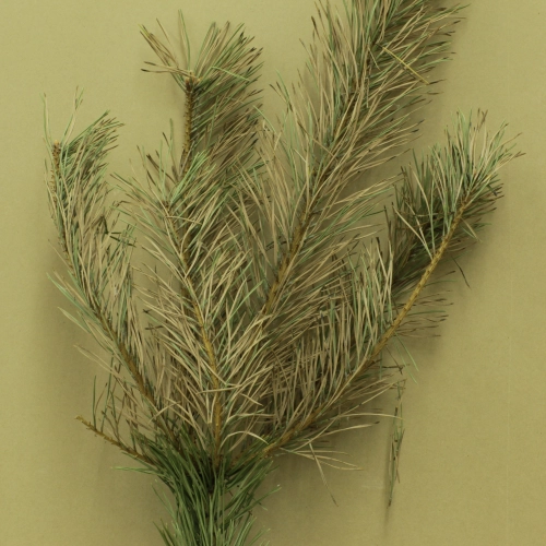 Sypavn&iacute;čka borovicov&aacute;