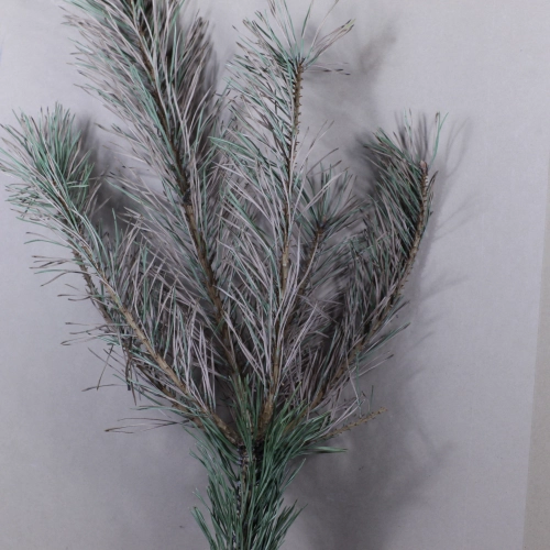 Sypavn&iacute;čka borovicov&aacute;