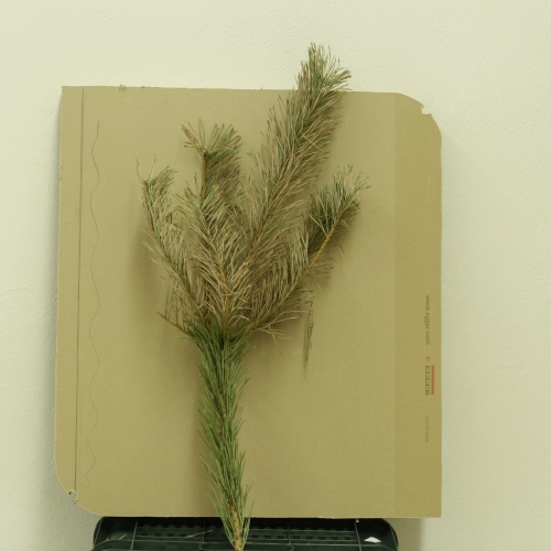 Sypavn&iacute;čka borovicov&aacute;