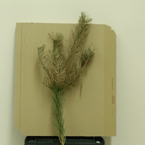 Sypavn&iacute;čka borovicov&aacute;