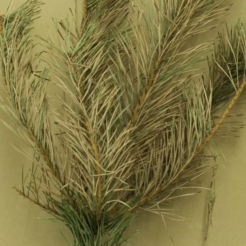 Sypavn&iacute;čka borovicov&aacute;