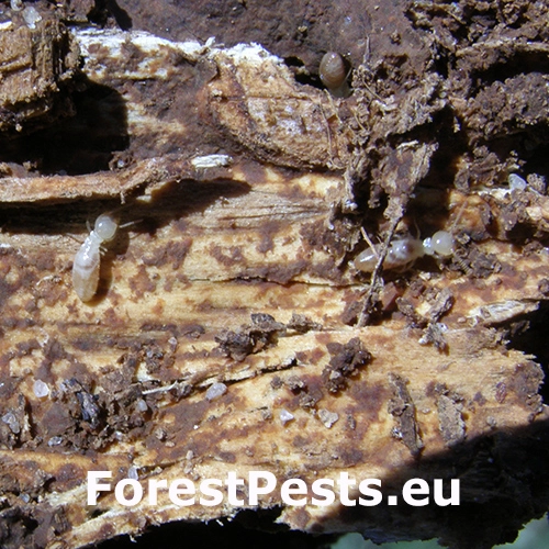 Termit juhoeur&oacute;psky