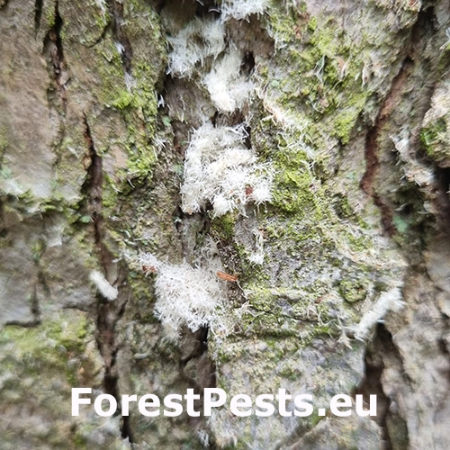 Treptoplatypus oxyurus