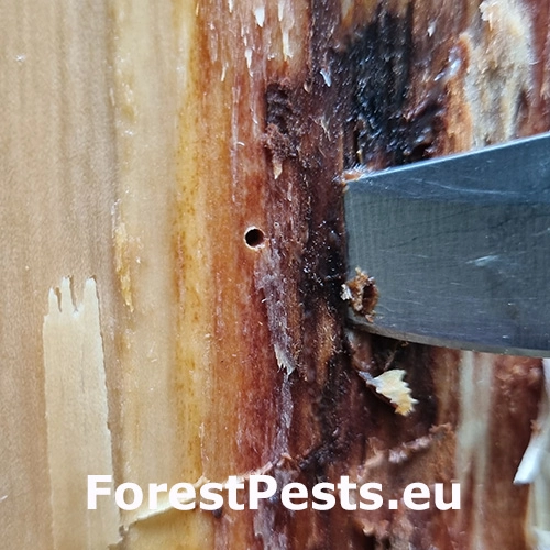 Treptoplatypus oxyurus