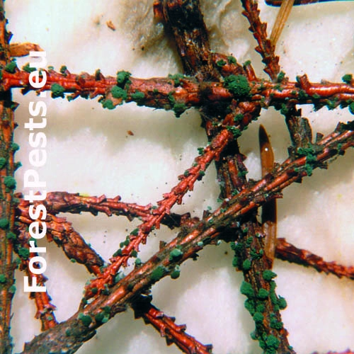 Trichoderma zelen&aacute;