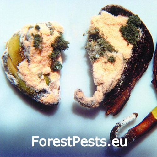 Trichot&eacute;cium ružov&eacute;