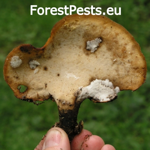 Tr&uacute;dnik tmavohl&uacute;bikov&yacute;