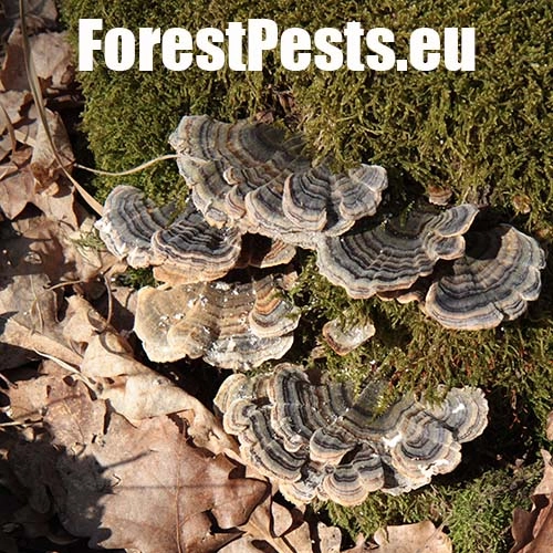 Tr&uacute;dnikovec pestr&yacute;