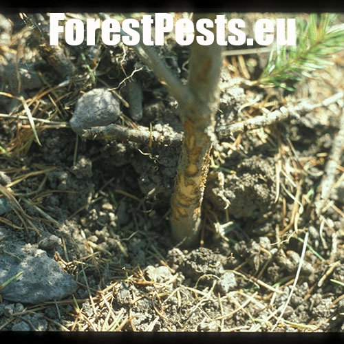 Tvrdoň smrekov&yacute;