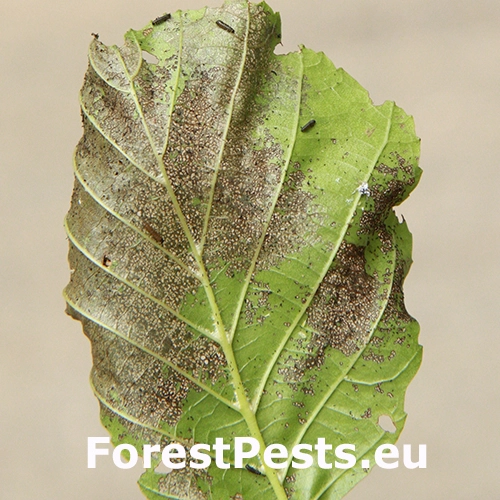 V&aacute;havec jel&scaron;ov&yacute;