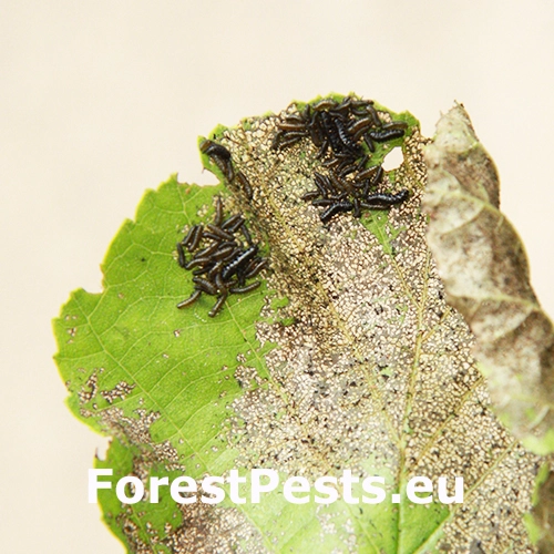 V&aacute;havec jel&scaron;ov&yacute;