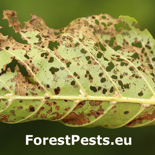 V&aacute;havec jel&scaron;ov&yacute;