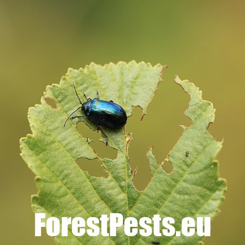 V&aacute;havec jel&scaron;ov&yacute;