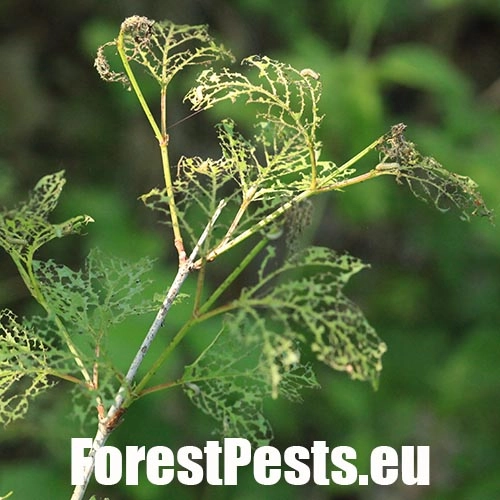 V&aacute;havec Pyrrhalta viburni 