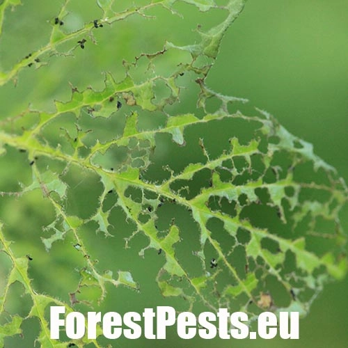 V&aacute;havec Pyrrhalta viburni 